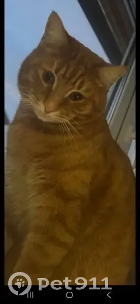 Пропала кошка, Екатеринбург, Нижний Тагил - photo