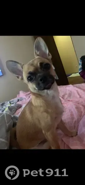 Пропала собака, Тепличная 22, Воронеж - photo