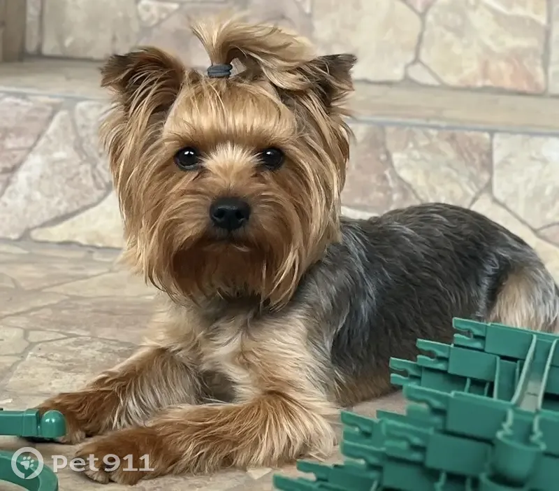 Пропала собака, Волжская ул. 17, Красный Сулин - photo