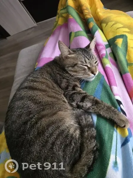 Пропала кошка, Комсомольская 20, Тула - photo