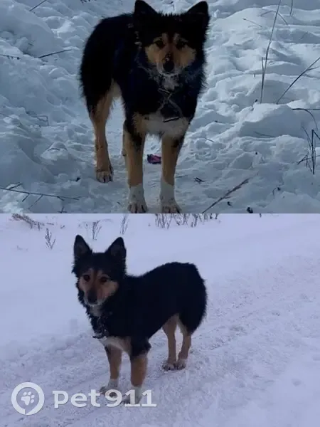 Пропала собака на Лучистой улице, Екатеринбург - photo