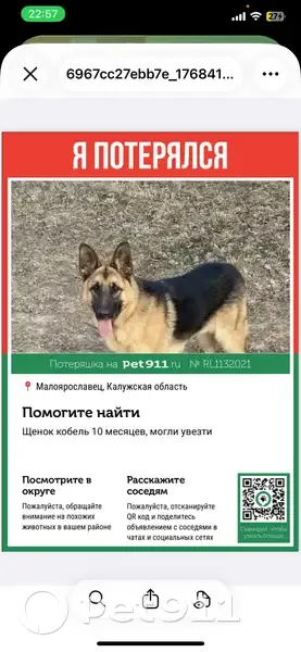 Пропала собака, Село Маклино, Калуга - photo