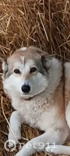 Пропала собака, Старое Перевесово - photo