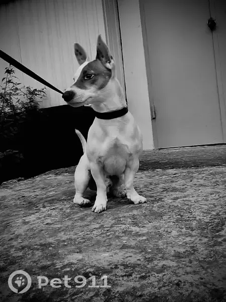 Пропала собака, ул. Гидростроителей, Краснодар - photo