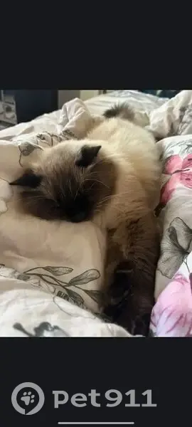 Пропала кошка, Красная ул. 97, Кущёвская - photo