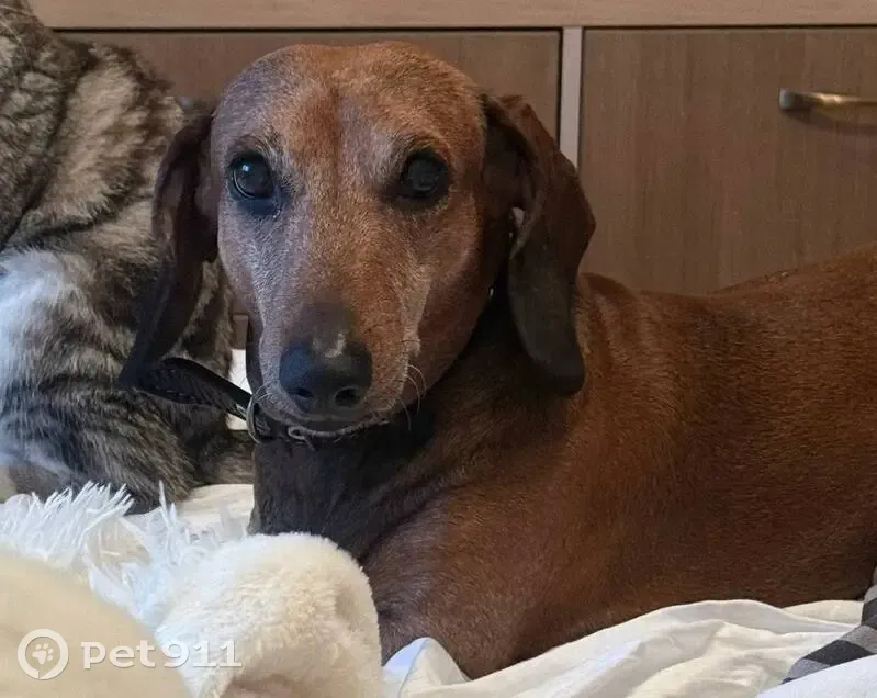 Пропала собака, ул. Ленина 28в, Семилуки - photo