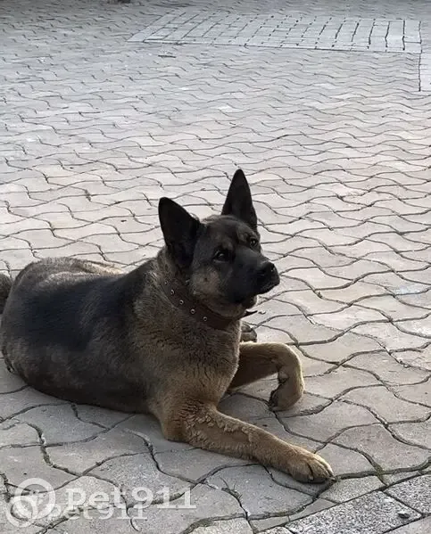 Пропала собака, 41К-021, Пашское СП - photo