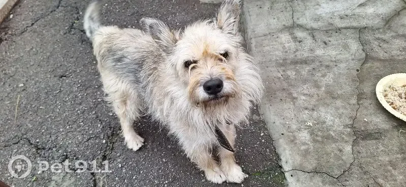 Пропала собака, Пирамидная ул., Ростов-на-Дону - photo