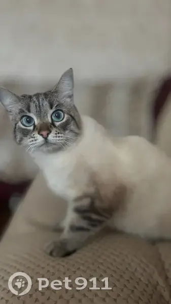 Пропала кошка, ул. Тельмана, 106 - photo