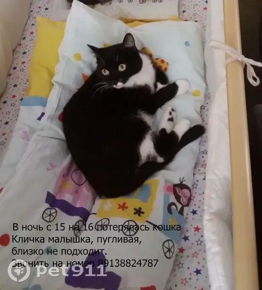 Пропала кошка, Сибирская ул. 102/2, Томск - photo