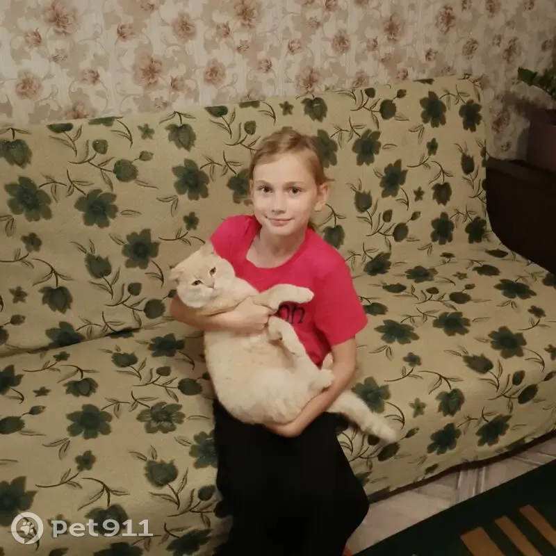 Пропала кошка, ул. Гутина, Онега - photo