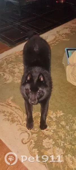 Пропала собака, Тула, Крапивенская ул. - photo