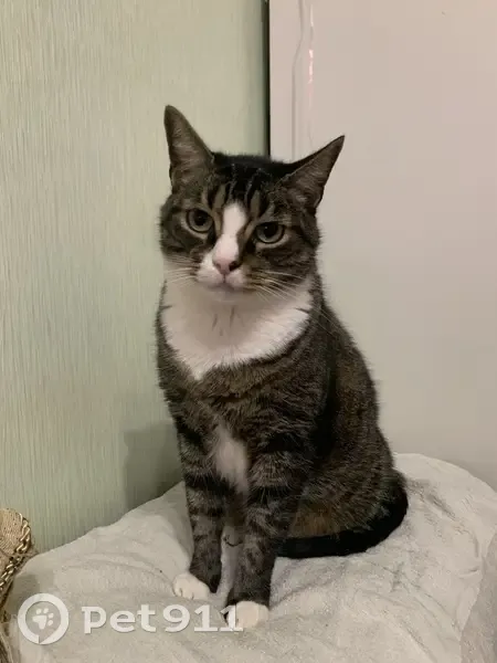 Пропала кошка, Северная ул. 3, Кировск - photo