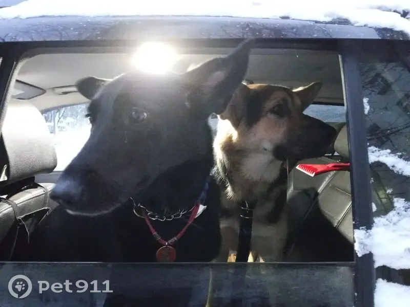 Пропала собака, ул. Ковшовой, 7/1, Москва - photo