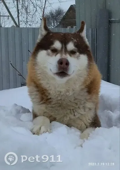 Пропал рыжий хаски на Первомайской улице - photo