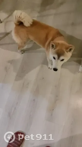 Пропала собака, Железнодорожная 13, Коммунар - photo