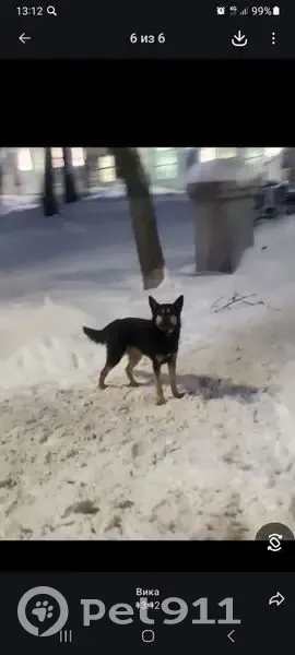 Пропала собака, 1-я Камвольная, Иваново - photo