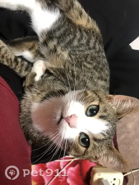 Пропала кошка, Белинский, Пензенская обл. - photo