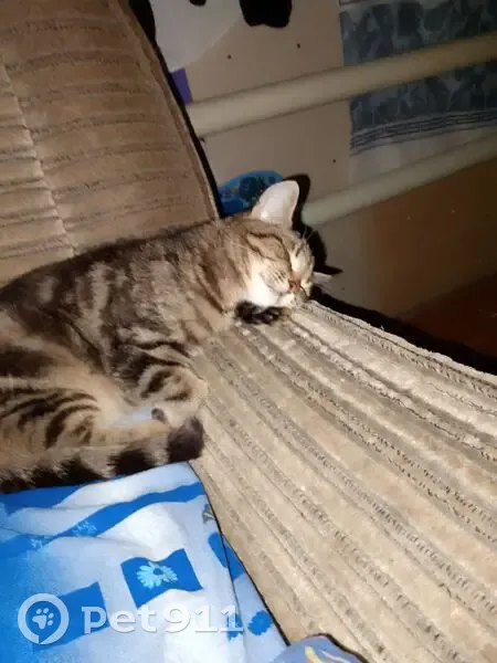 Пропала кошка, ул. 9 Января, Магнитогорск - photo