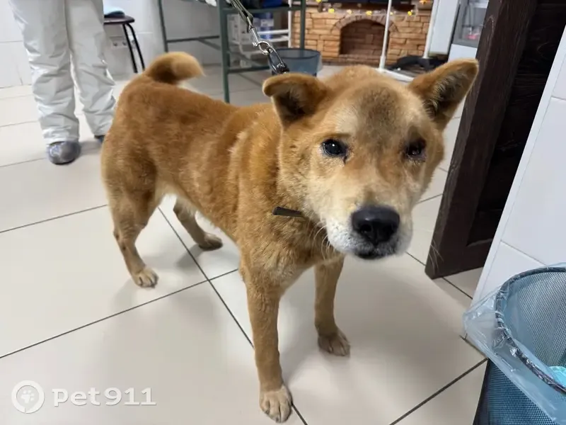 Найдена собака, ул. Шевченко, Томск - photo