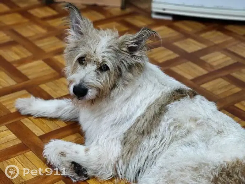 Пропала собака, Зеленцовская 29, Ярославль - photo