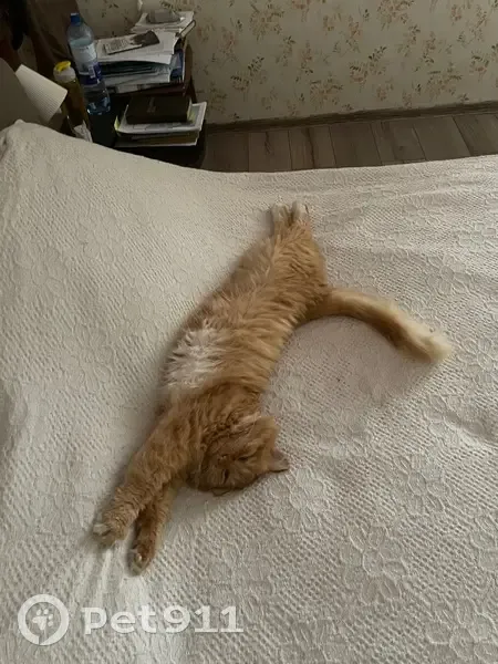 Пропала кошка, Полевая ул., Фащёвка - photo