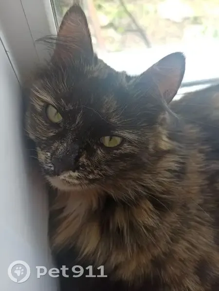 Пропала кошка Шпуля, Рязань, Рязанская обл. - photo