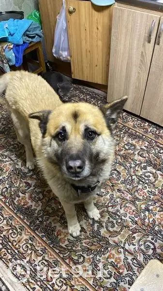 Пропала собака, Грузинская ул. 19, Саратов - photo