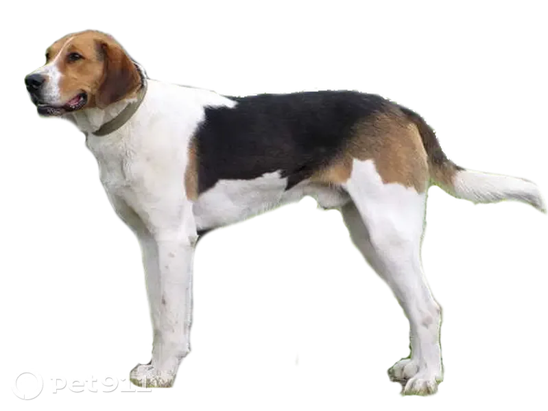 Пропала собака в Кондуках, Тульская обл. - photo