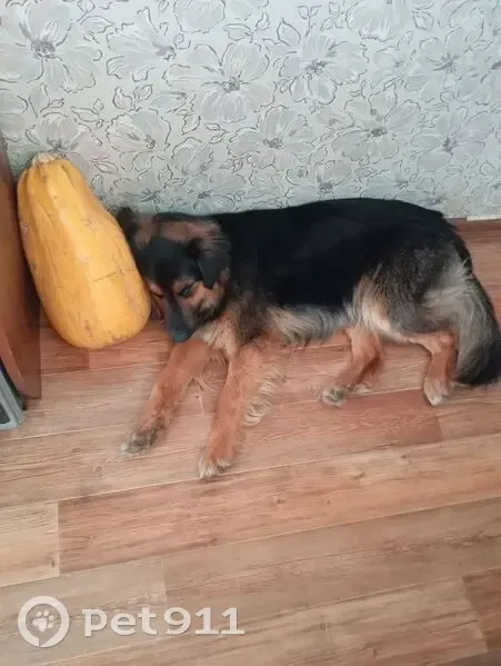 Пропала собака, Свердлова 18, Вахтан - photo