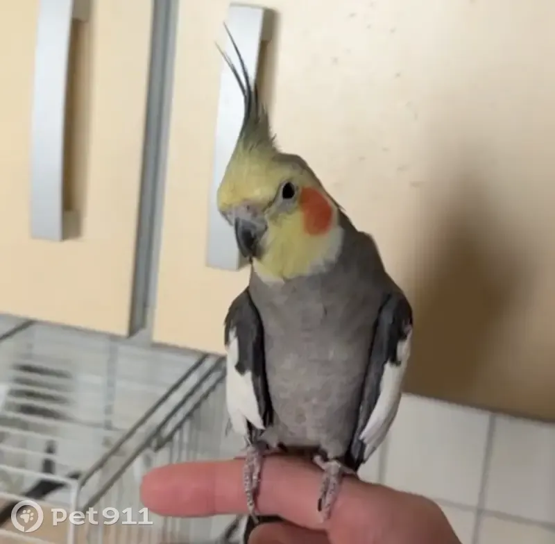 Пропала корелла, Верхнеозёрная 6, Калининград - photo