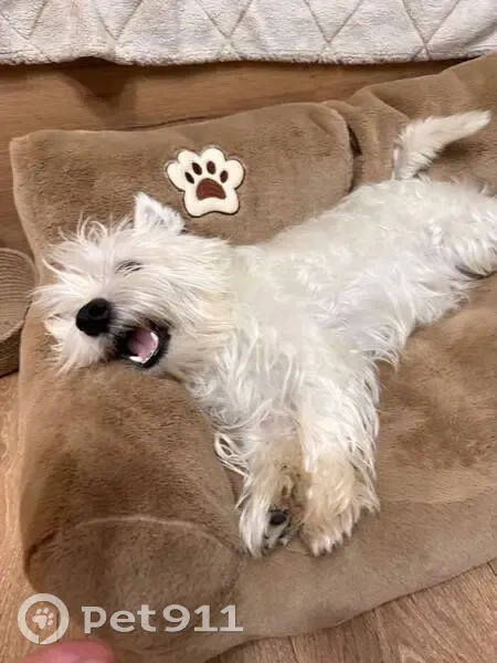 Пропала собака, Преображенская пл., Москва - photo