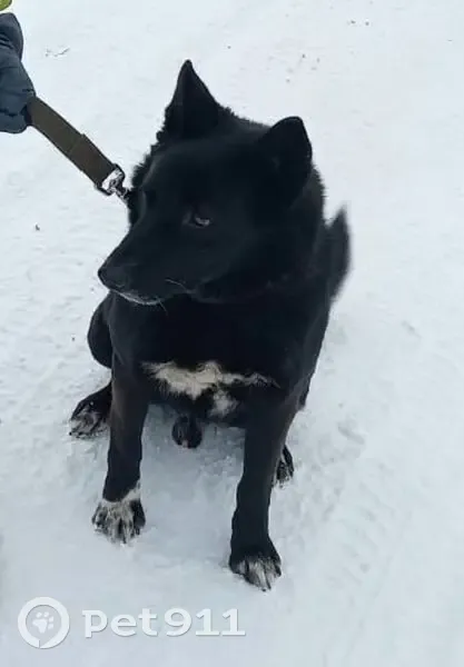 Пропала собака, ул. Вахтангова, 46, Копейск - photo