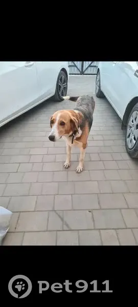 Пропала собака Эльза на ул. Патканяна, 140 - photo