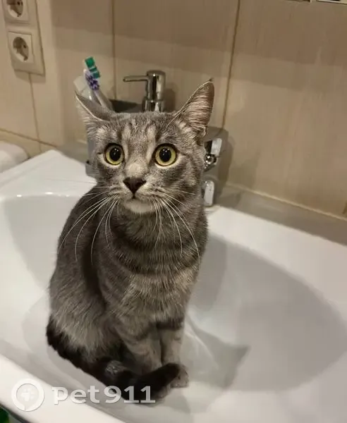 Пропала кошка, Юбилейная 25 к1, Мытищи - photo