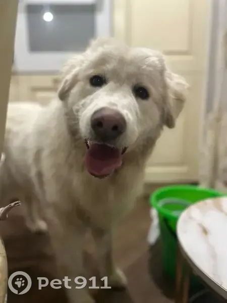 Пропала собака, ул. Лавровый Посад, Крск. - photo