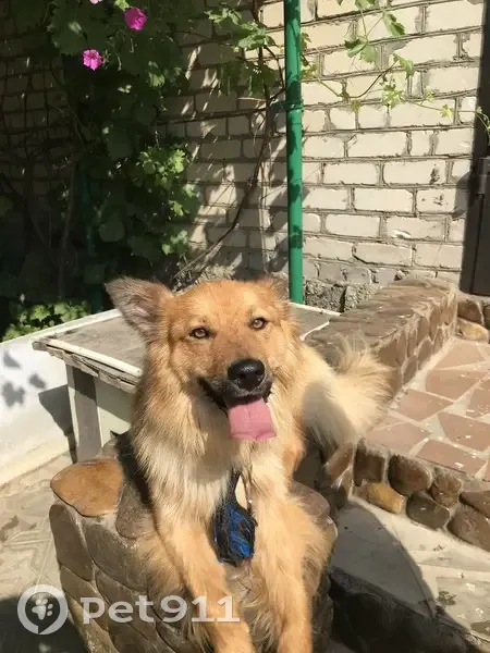 Пропала собака, ул. Связистов 17, Волгоград - photo