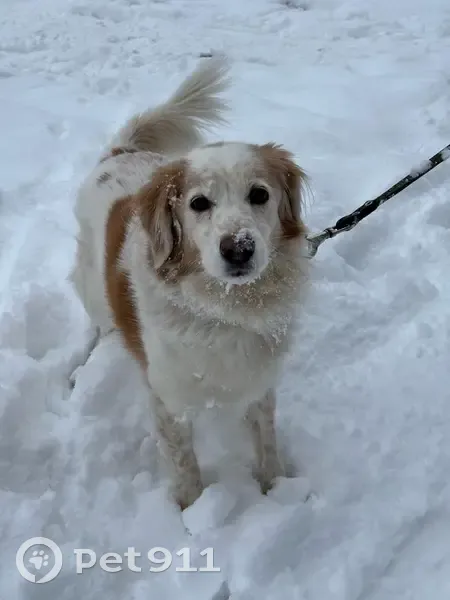 Пропала собака в Гае, Оренбургская обл. - photo