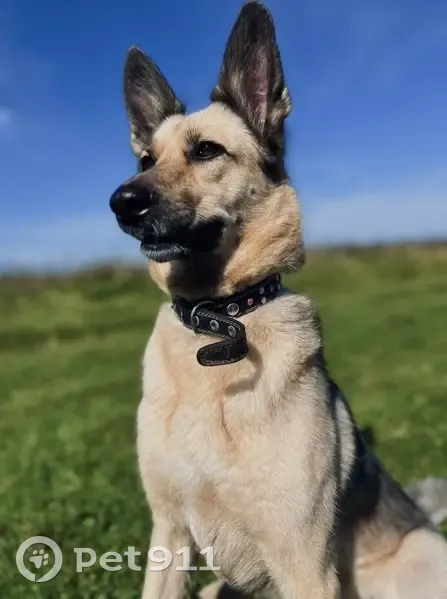 Пропала собака, Ангарск, 7 мкр, д. 1 - photo