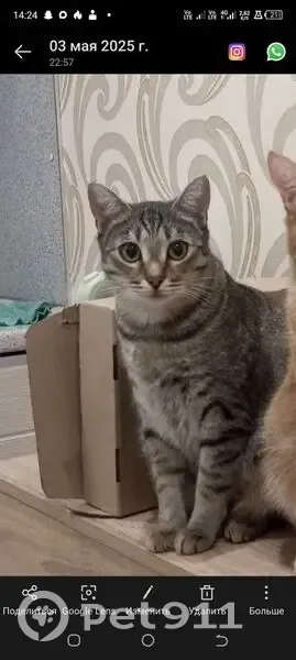 Пропала кошка, ул. 8-го Марта, 32 - photo