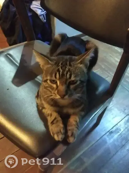 Пропала кошка, Халтуринский пер., 6/10 - photo