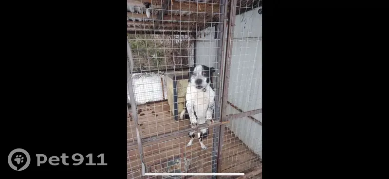 Пропала собака, Первомайский пер. 8, Конаково - photo