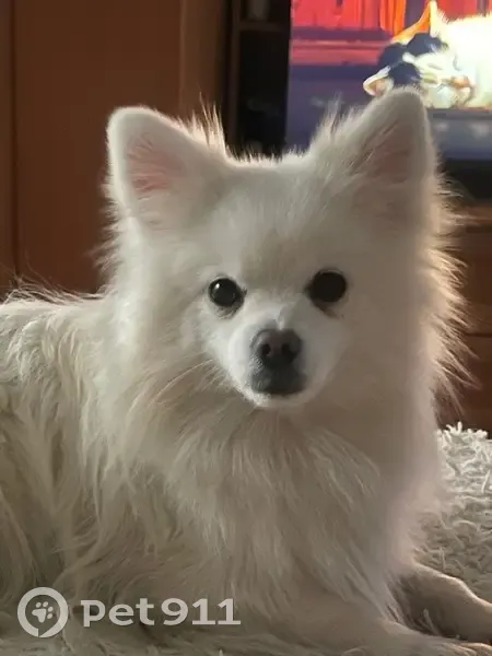 Пропал белый шпиц в Прокопьевске, СНТ - photo