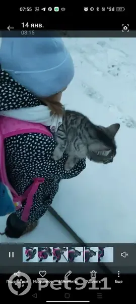 Пропал кот, Козловская ул. 41, Волгоград - photo