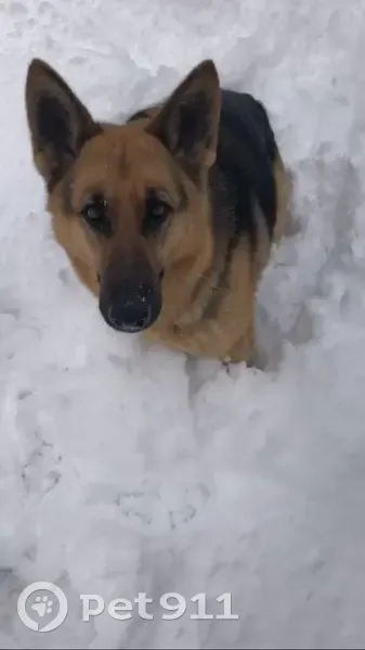 Пропала собака, переулок Нагуляна, 8А - photo