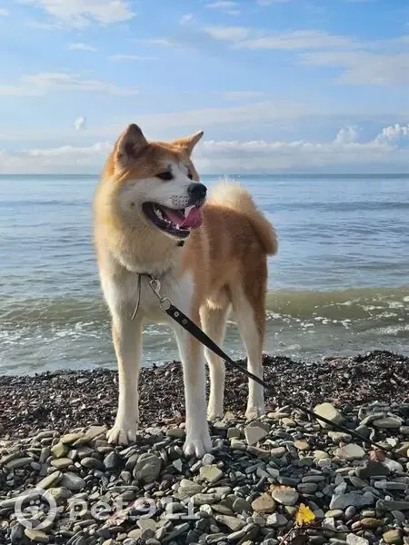 Пропала собака, Малая ул., Сочи - photo