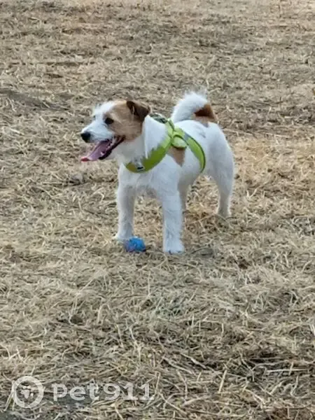 Пропала собака, ул. Котельникова, Владивосток - photo