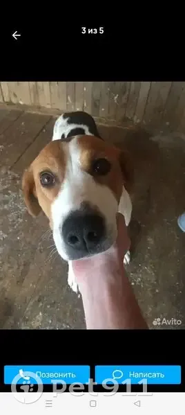 Пропала собака, Чайковский, Пермский край - photo