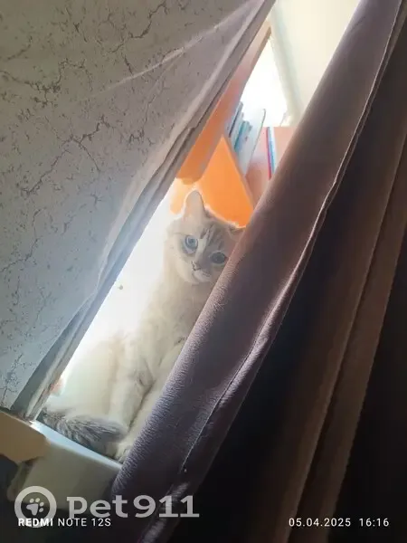 Пропала кошка, ул. 148-й ЧД, Энгельс - photo