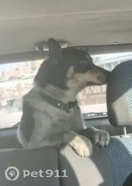 Пропала собака, Улан-Удэ, Производственная 2 - photo